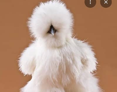 white silky