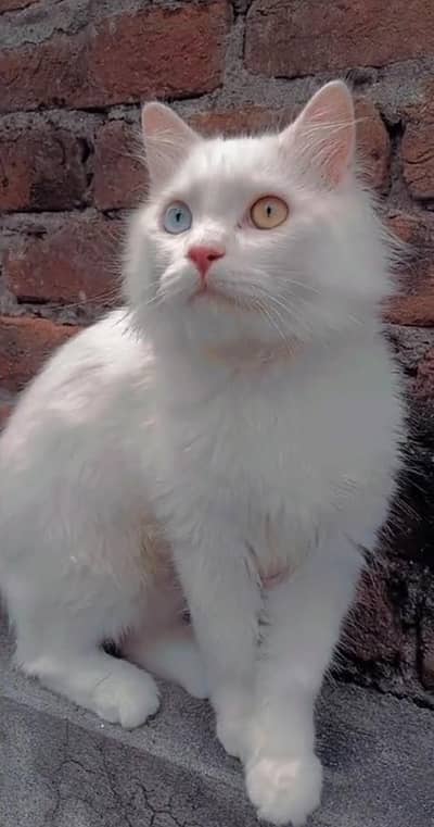 Odd eyes Persian male cat