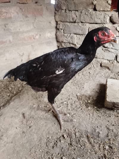 aseel jora mainwali shmao cross hai Andy dyta hai