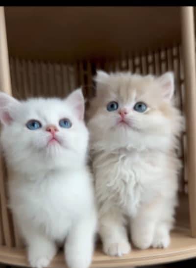 Quality Persian Punchface cat & kitten. moreWhatsApp 03286040437
