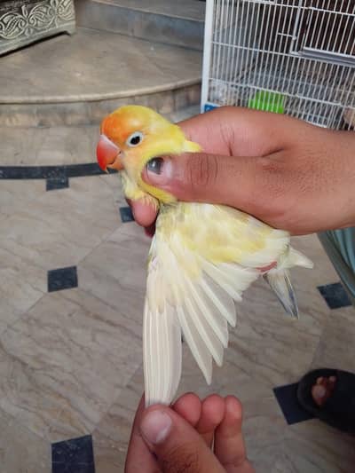 amazing birds all ok