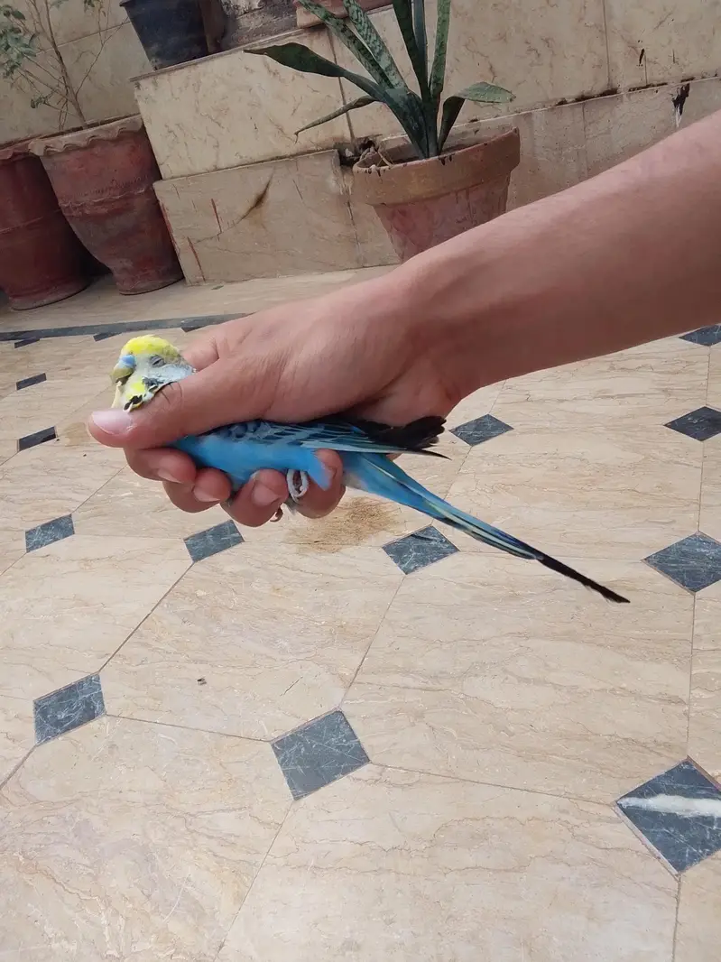amazing birds all ok — photo 3