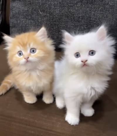 Quality Persian Punchface cat & kitten. moreWhatsApp 03286040437