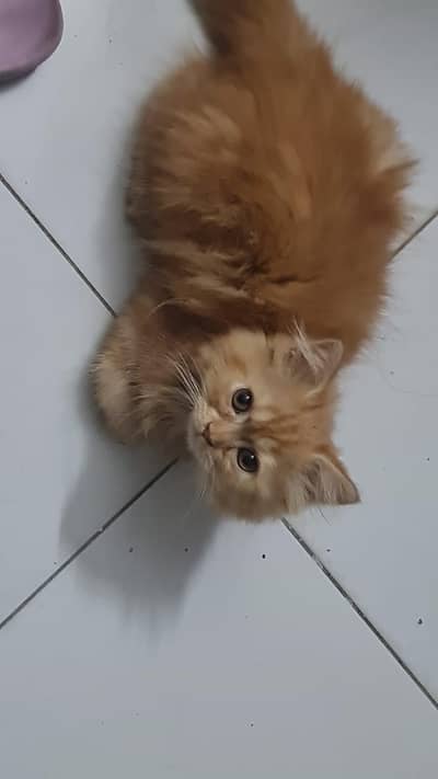 Triple coated female kitten