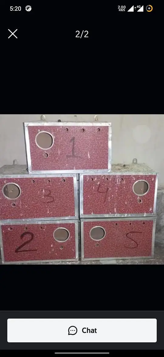 lovebirds java birds box — photo 2