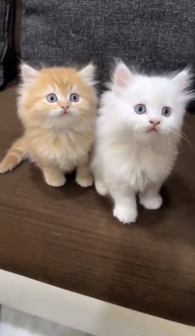 Quality Persian Punchface cat & kitten. moreWhatsApp 03286040437