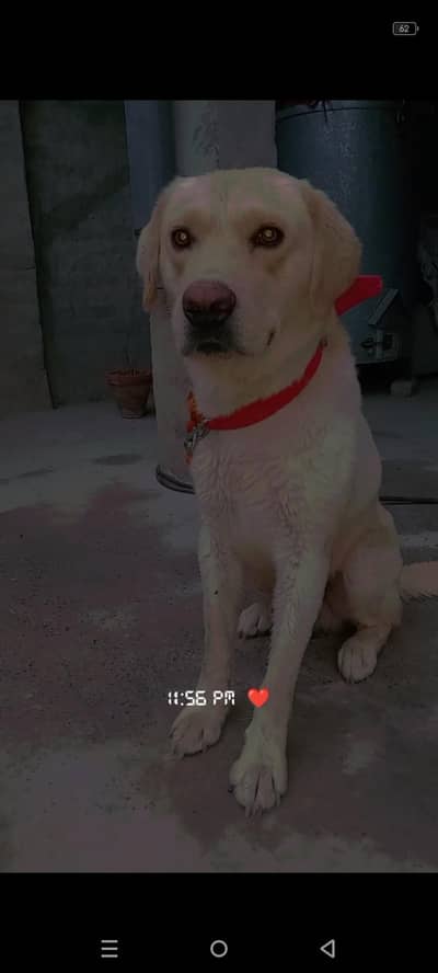 British Labrador Young Male 11 Months Age/0/3/0/6/8/6/2/6/5/3/0