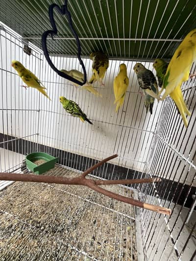 Budgies (australian) parrots