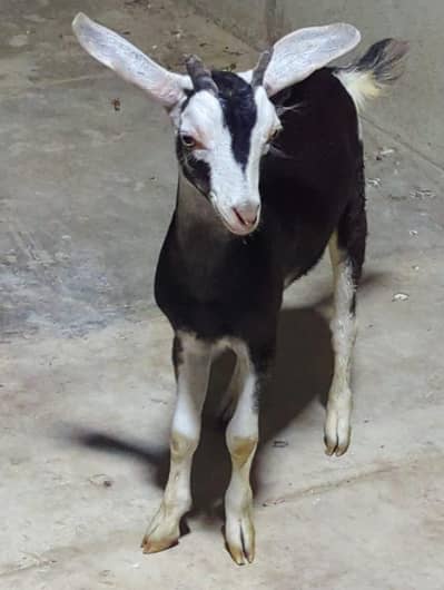 Male Bakra Tapra