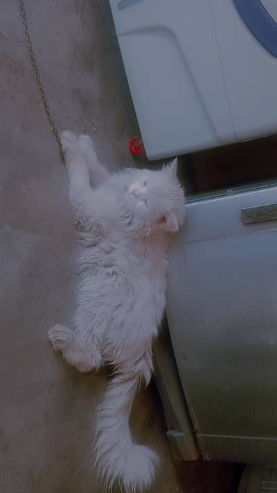 niec cat