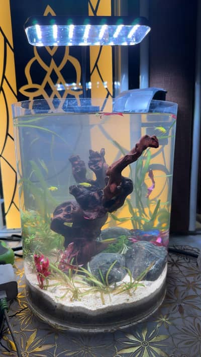 Fish acrylic Cylinder New shpe live plants 