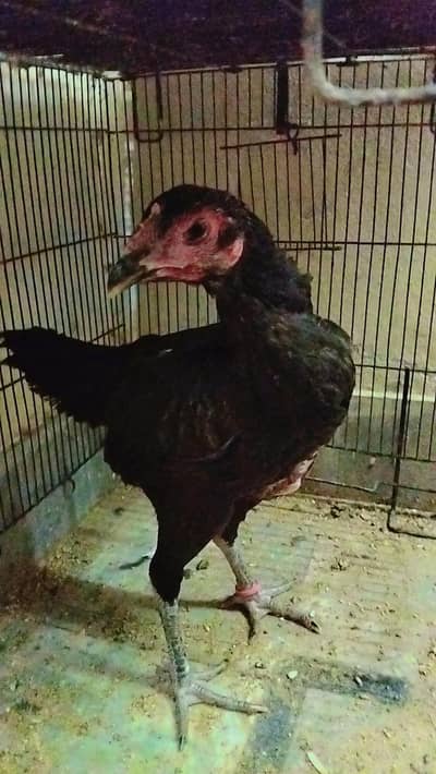 female tahi