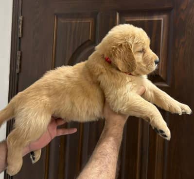 Golden Retriever pedigreed puppies