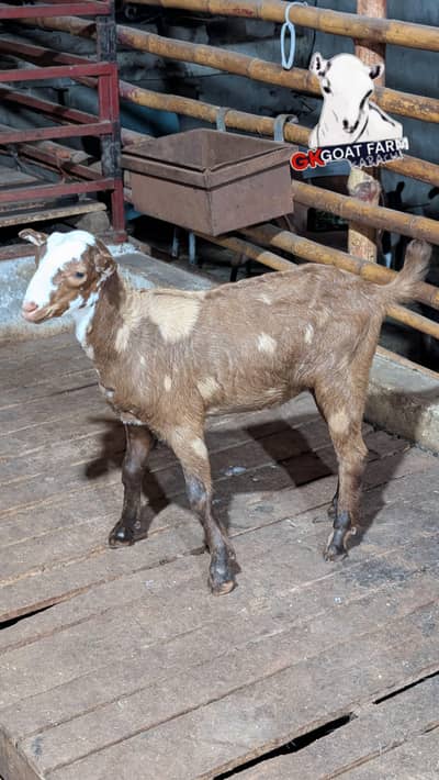 teddy goats| desi bakra|goat baby | bakra