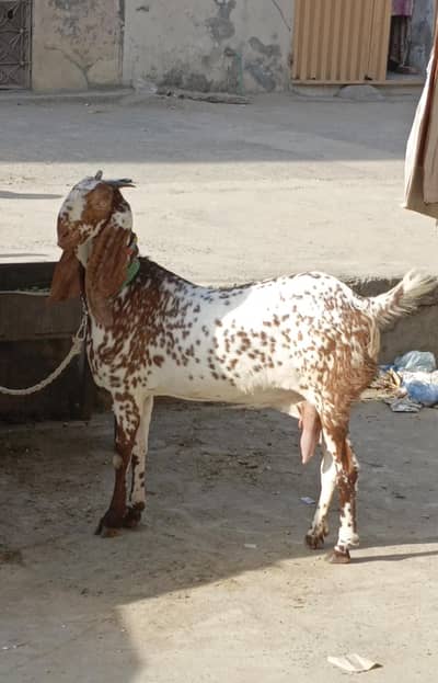 Makkhi Chini Bakri