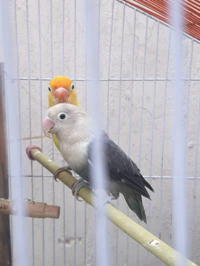 birds