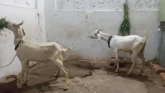 tapra pair male female 03133213122