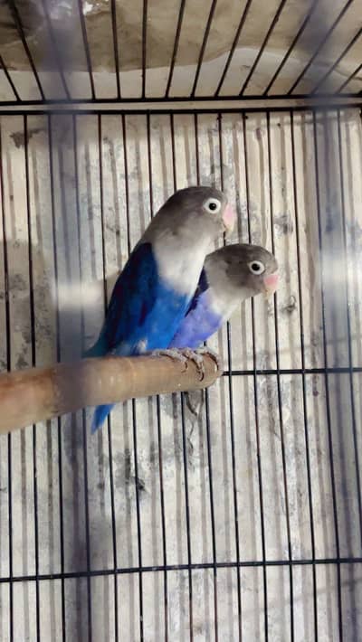 Lovebirds for sale