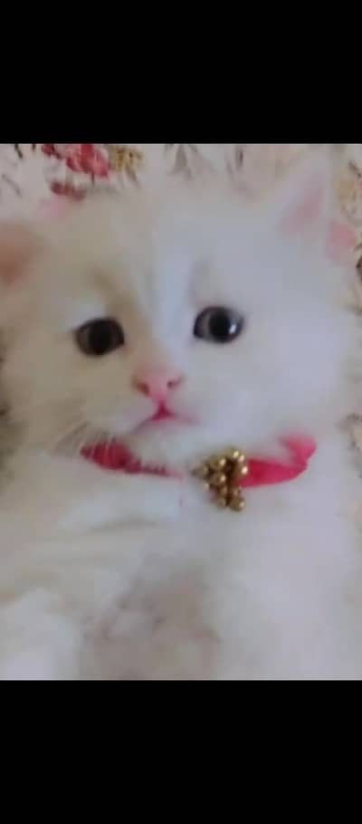 Persian kittens available for sale