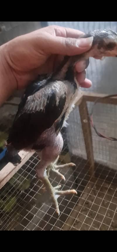 pakoya panus drummer chicks available