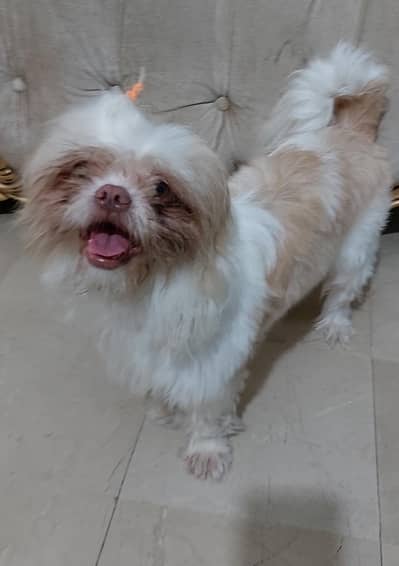 Shitzu Dog Femlae > Wanted