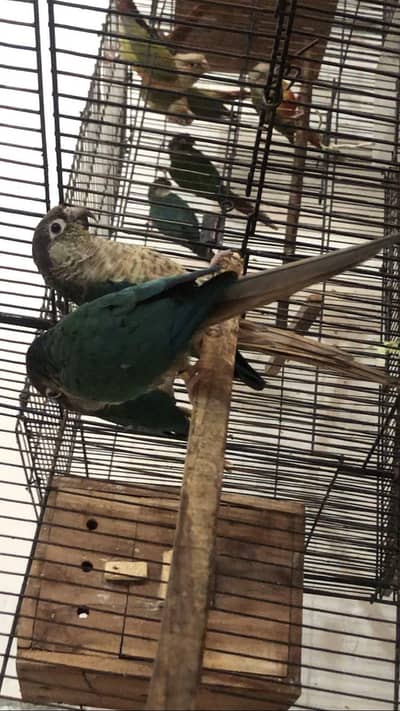 Blue torquise for sale