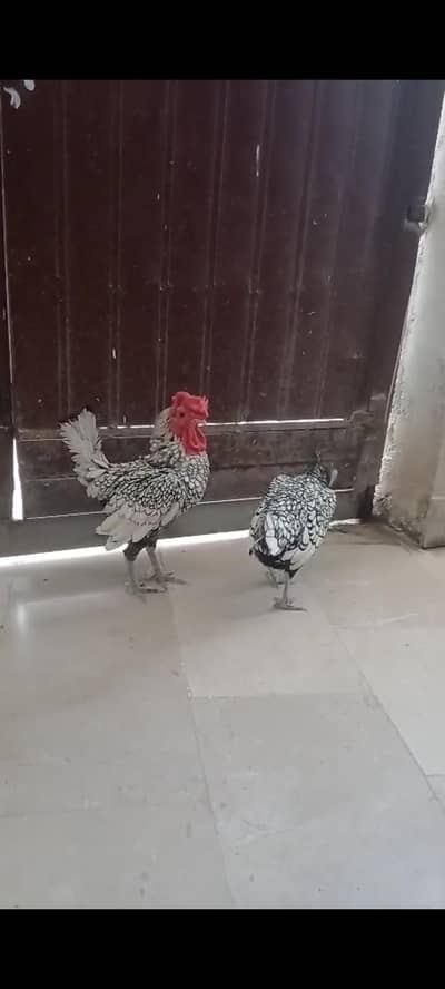 silver sebright White Polish breeder pair available