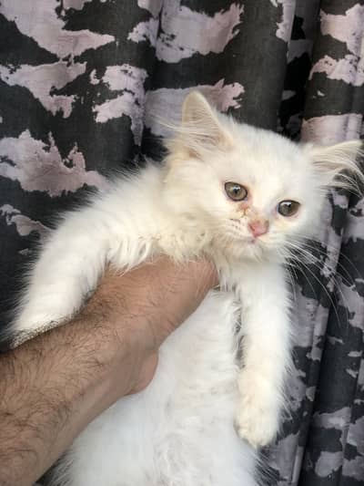 Persian Friendly Kitten For Sale
