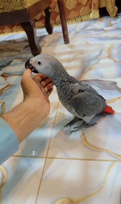 african grey perot