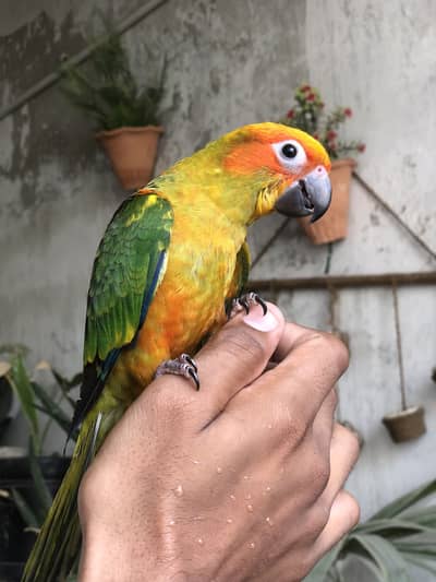 Sun conure for sale