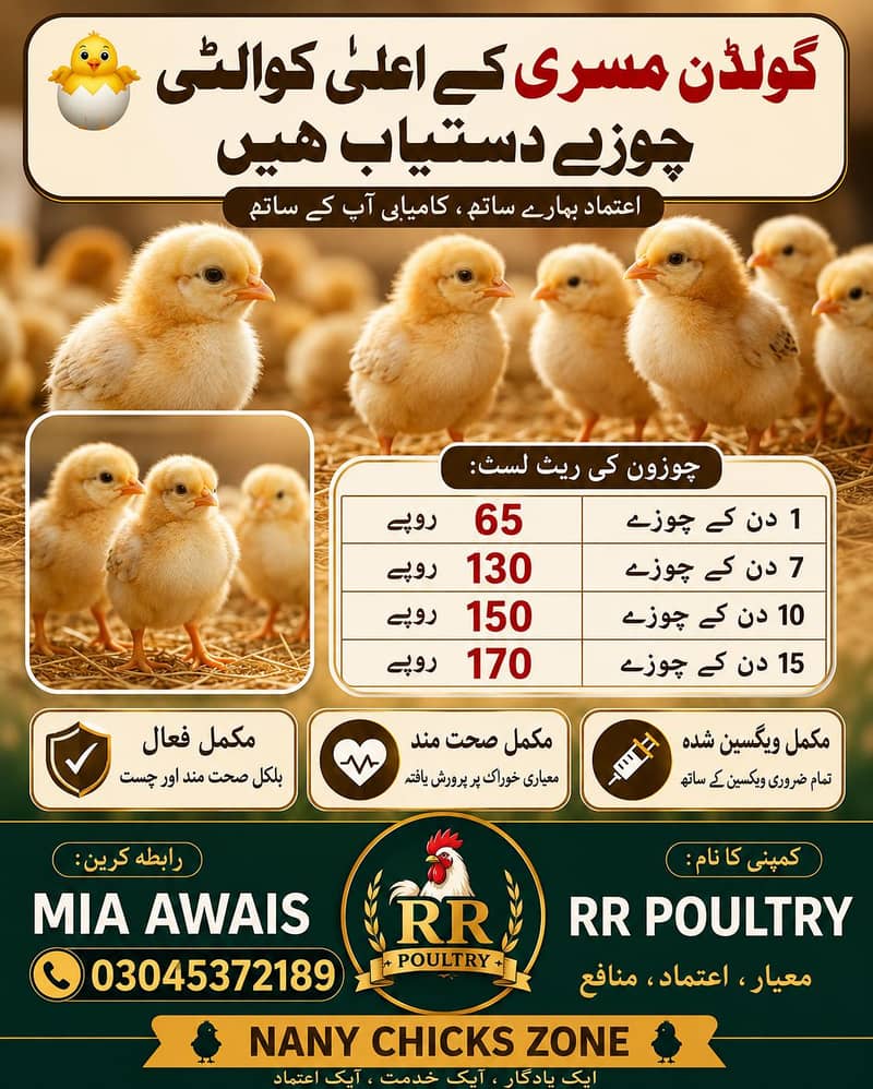 گولڈن مسری کے اعلیٰ کوالٹی چوزے دستیاب | RR Poultry 0