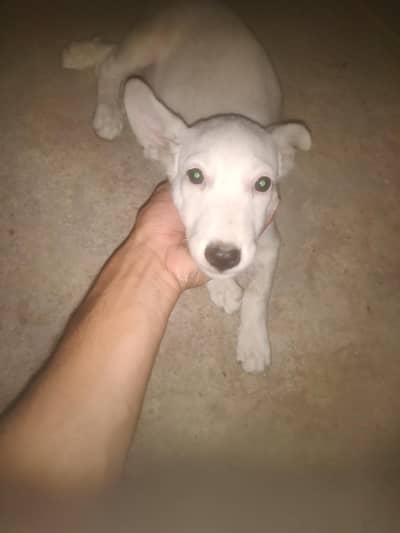 Gultair dog puppy