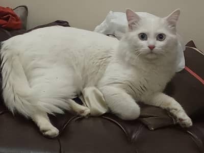 perssion cats pair