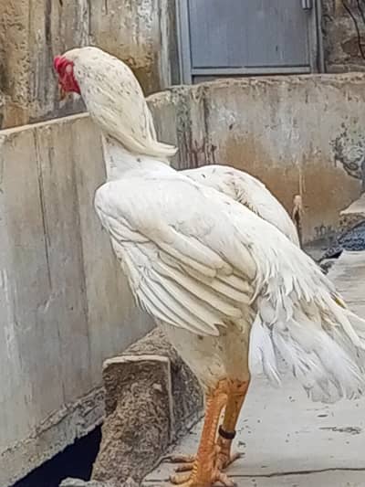 Shamo Male