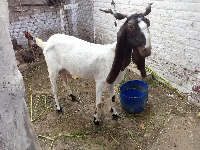 Goat (F)