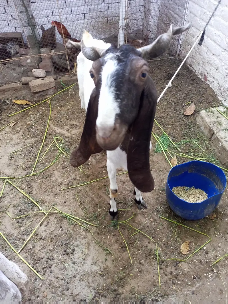 Goat (F) — photo 2