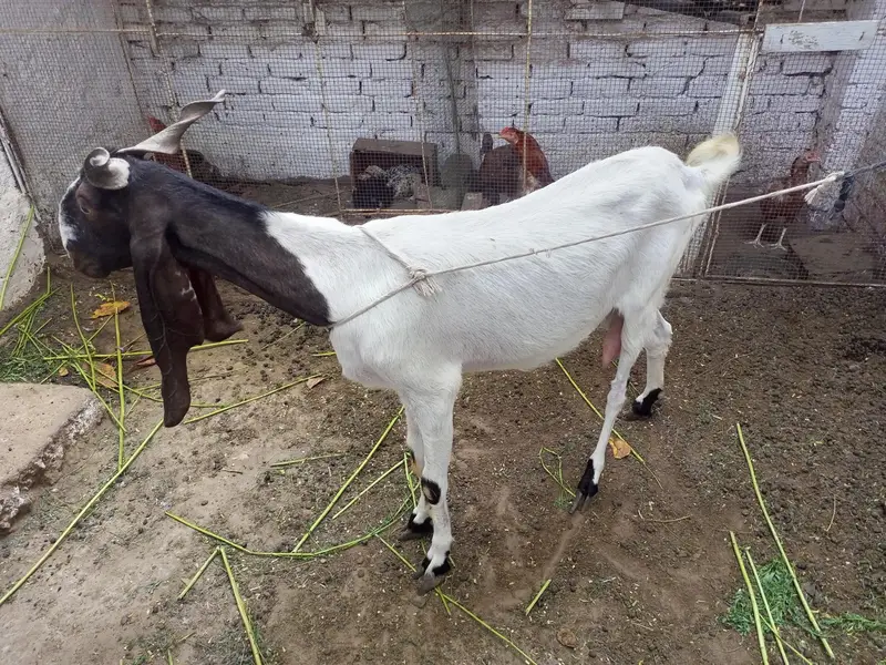 Goat (F) — photo 3