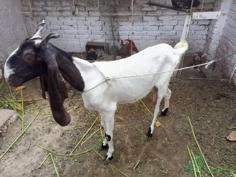 Goat (F) — photo 4