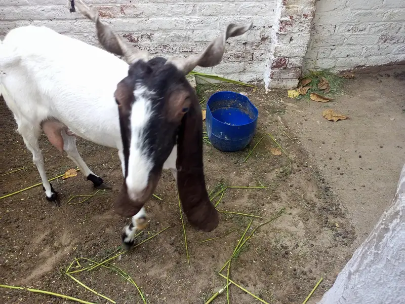 Goat (F) — photo 5