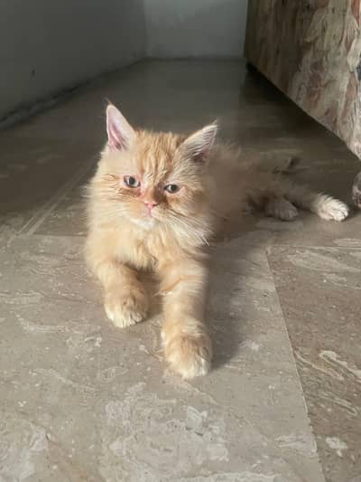 persian cat