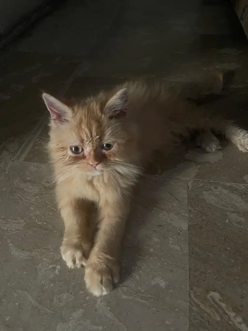 persian cat — photo 2