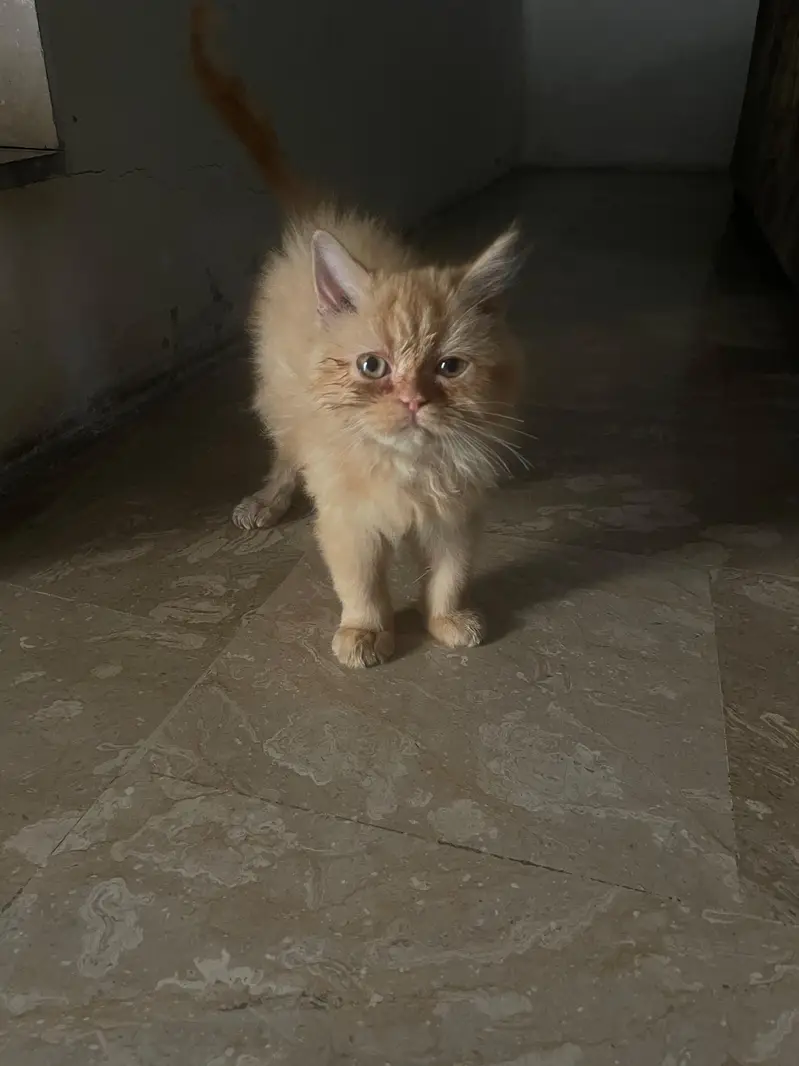 persian cat — photo 3
