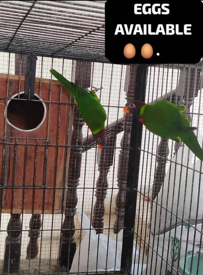 LORI FERTILE EGG AVAILABLE ONLY IN 8000.