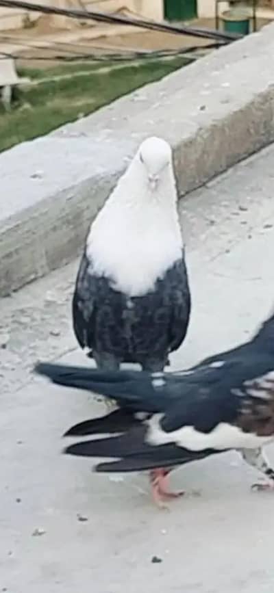 Karbalai