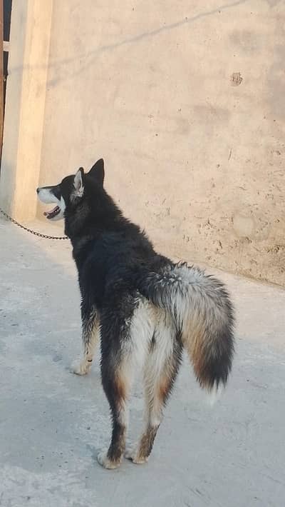 a healthy active and friendly dog  Healthy as friendly Dog for sale