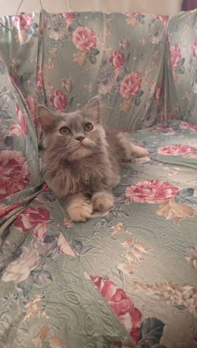 percian kitten up for sale