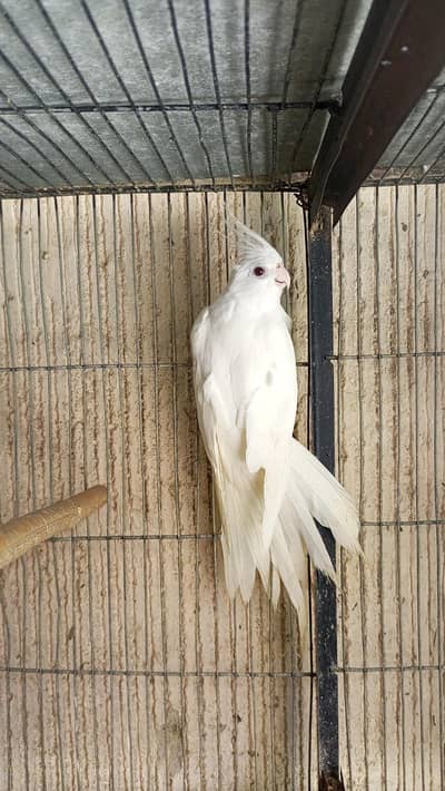 Eno Red eyes Breeder Male and Gray Breeder Female