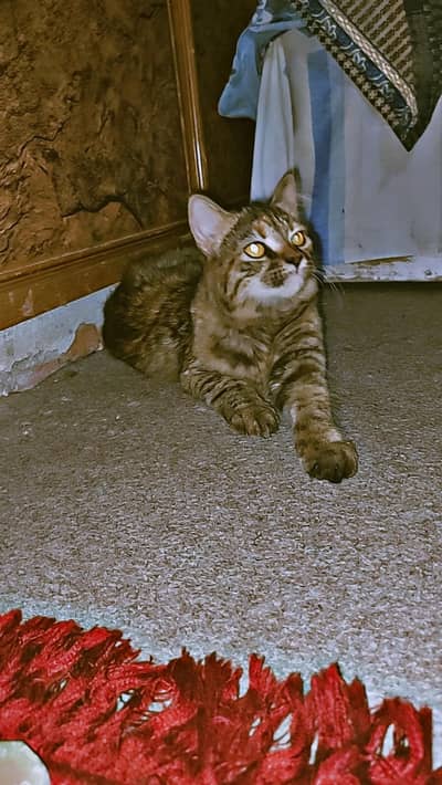 persian cat shadow tiger