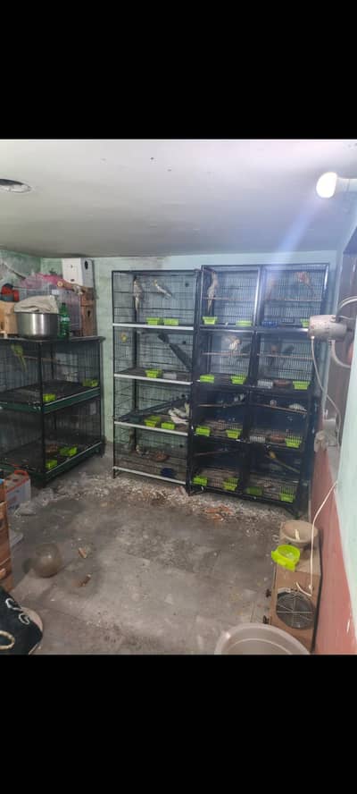 i want to sale my hole parrots setup breeder pairs