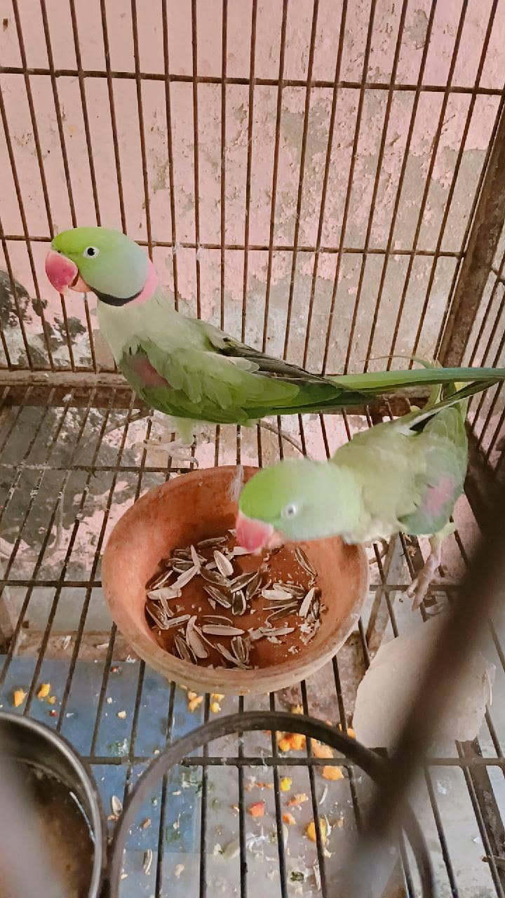 Alexander pair 1
